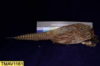 藏品(環頸雉)的圖片